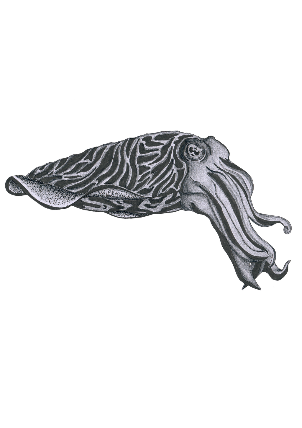 Cuttlefish - Print