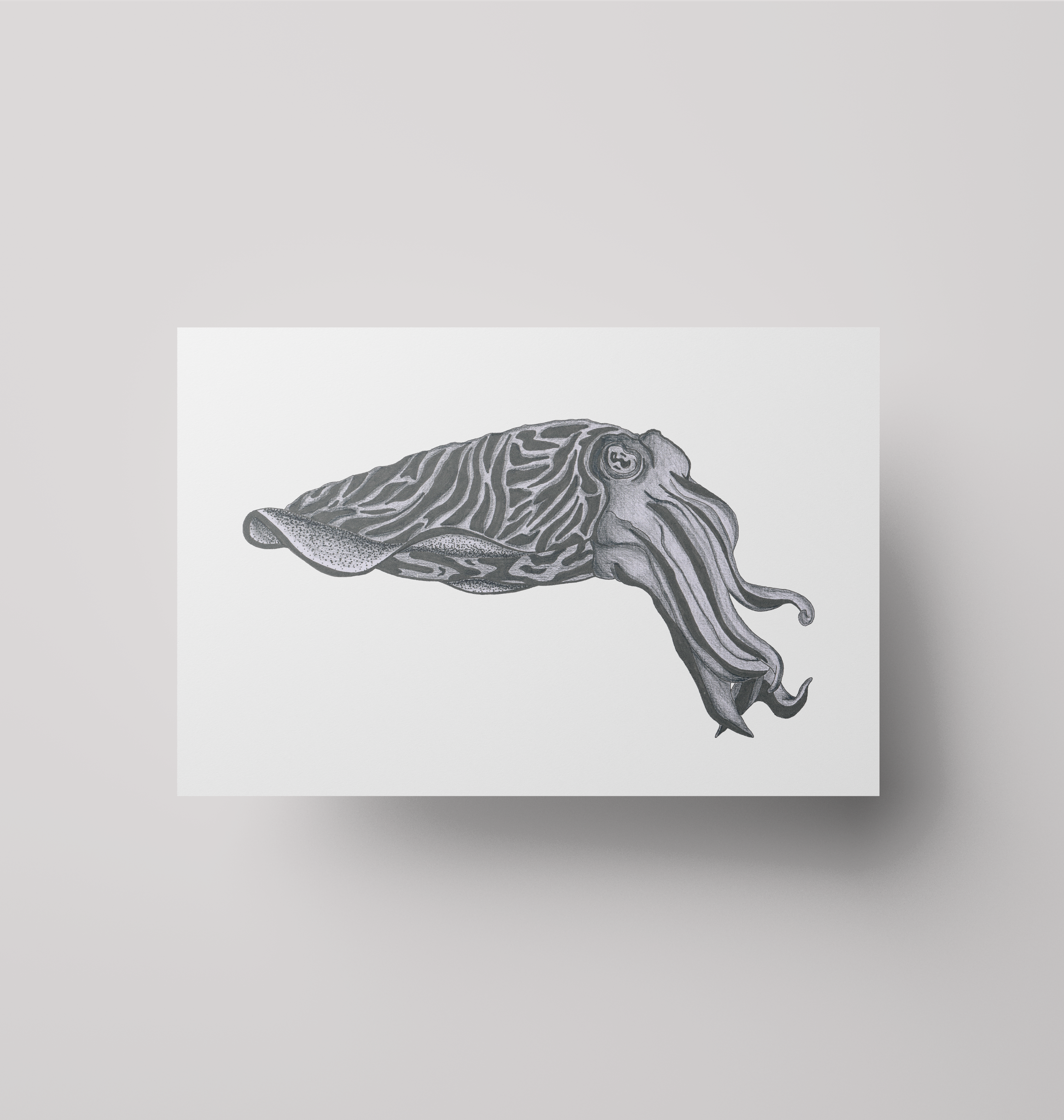 Cuttlefish - Print