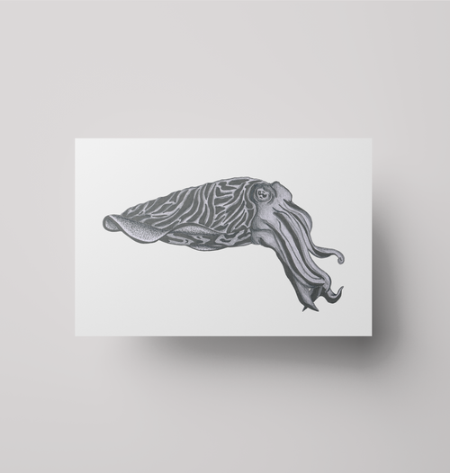 Cuttlefish - Print