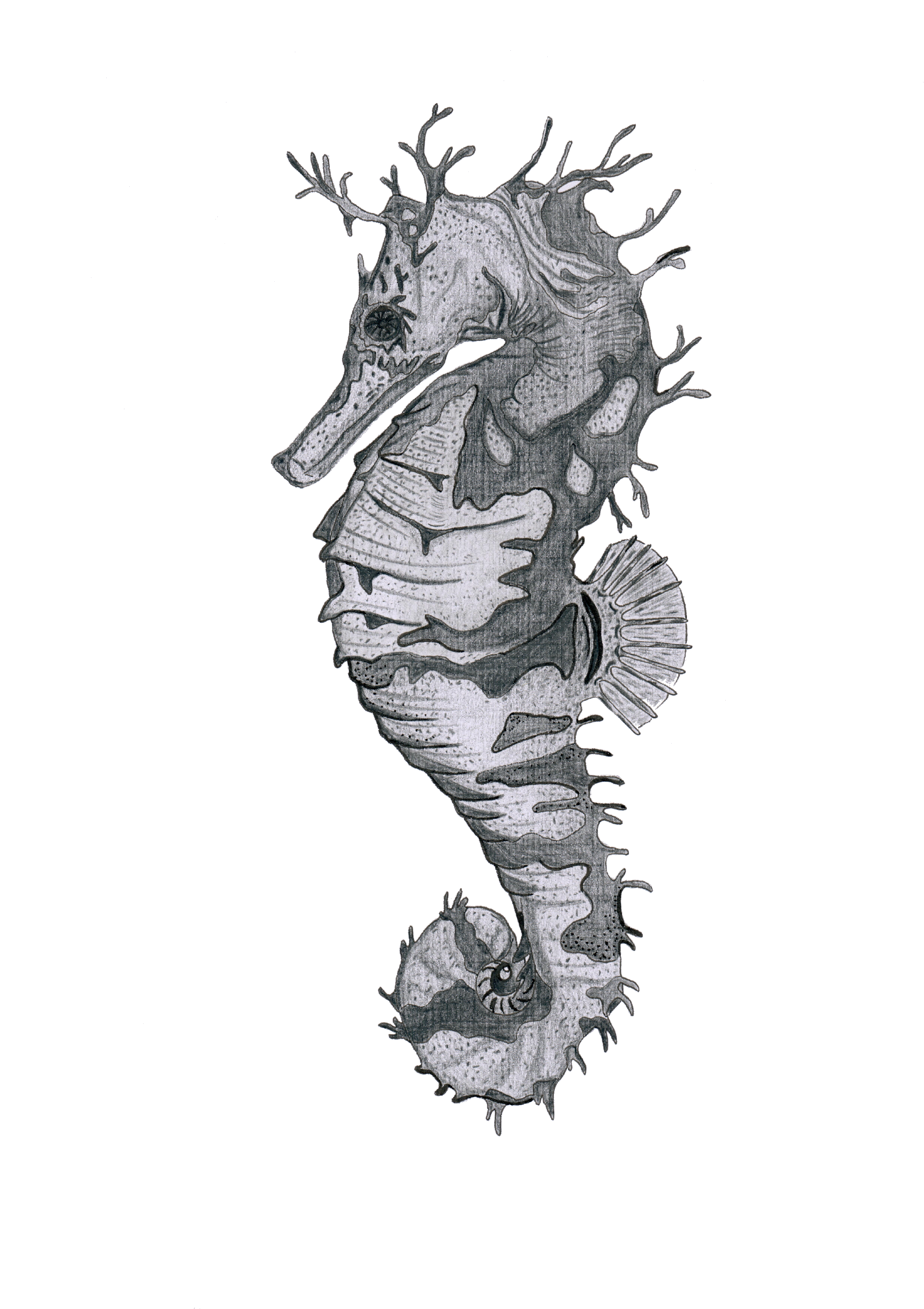 Seahorse - Print