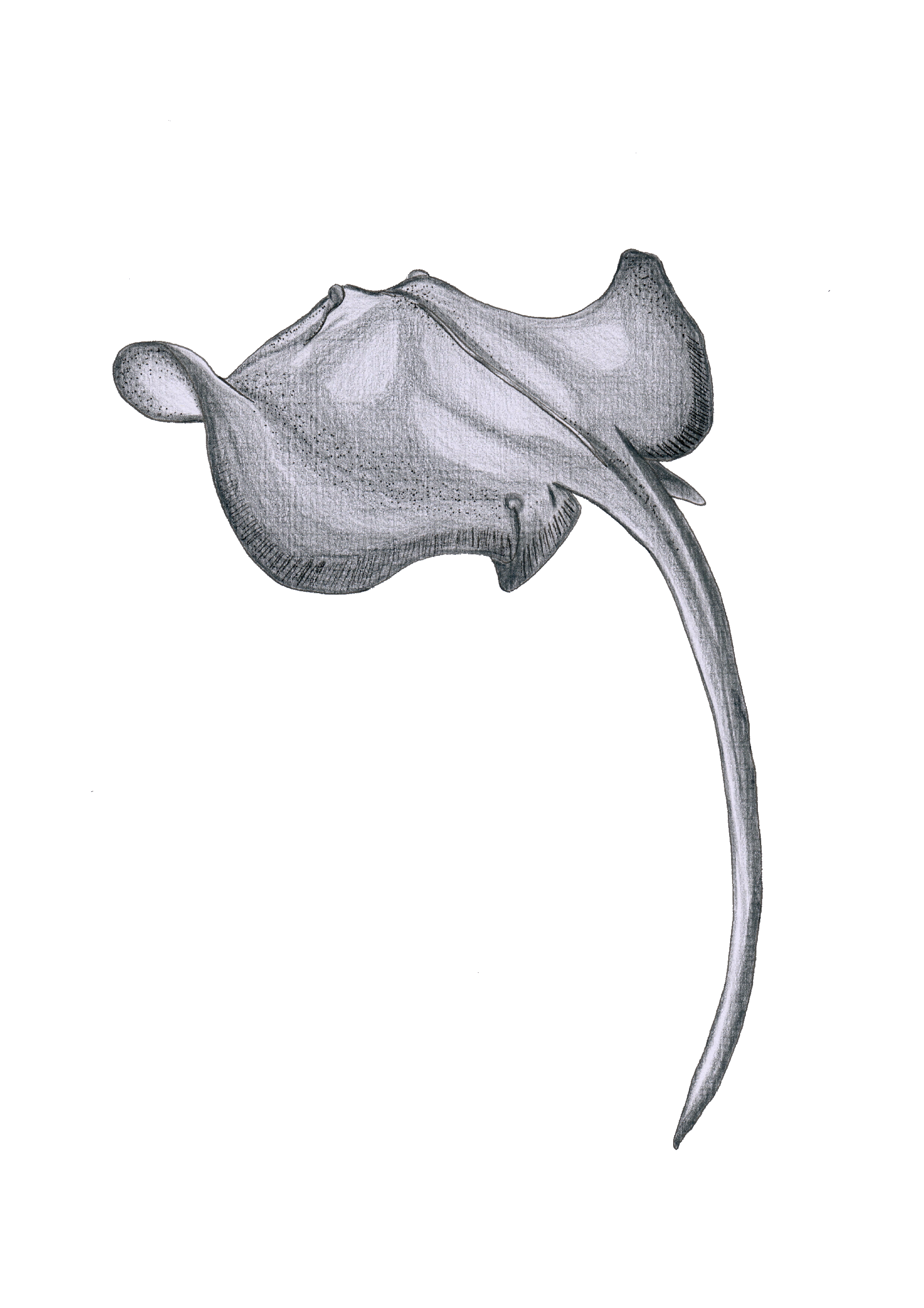 Stingray - Print
