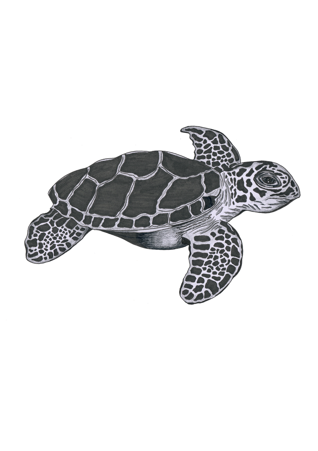 Turtle - Print