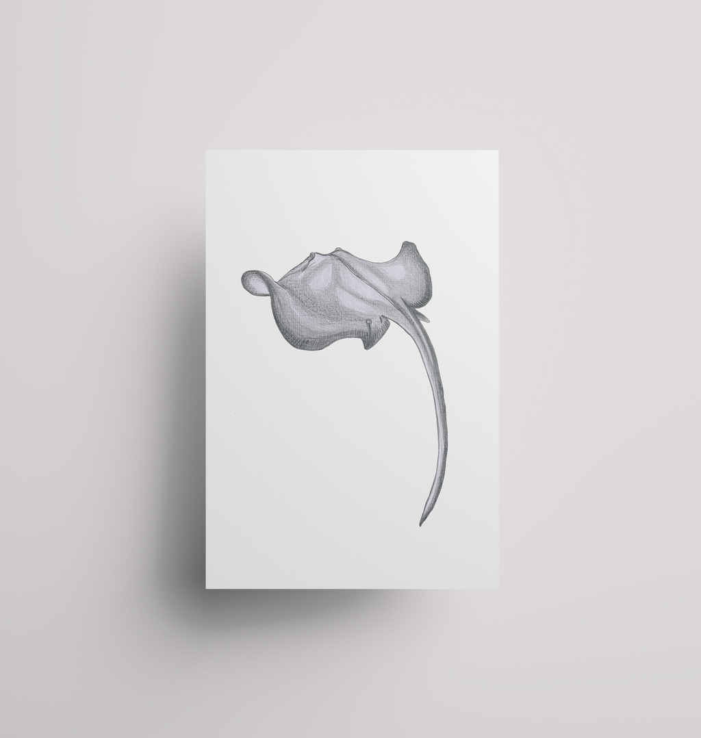 Stingray - Print