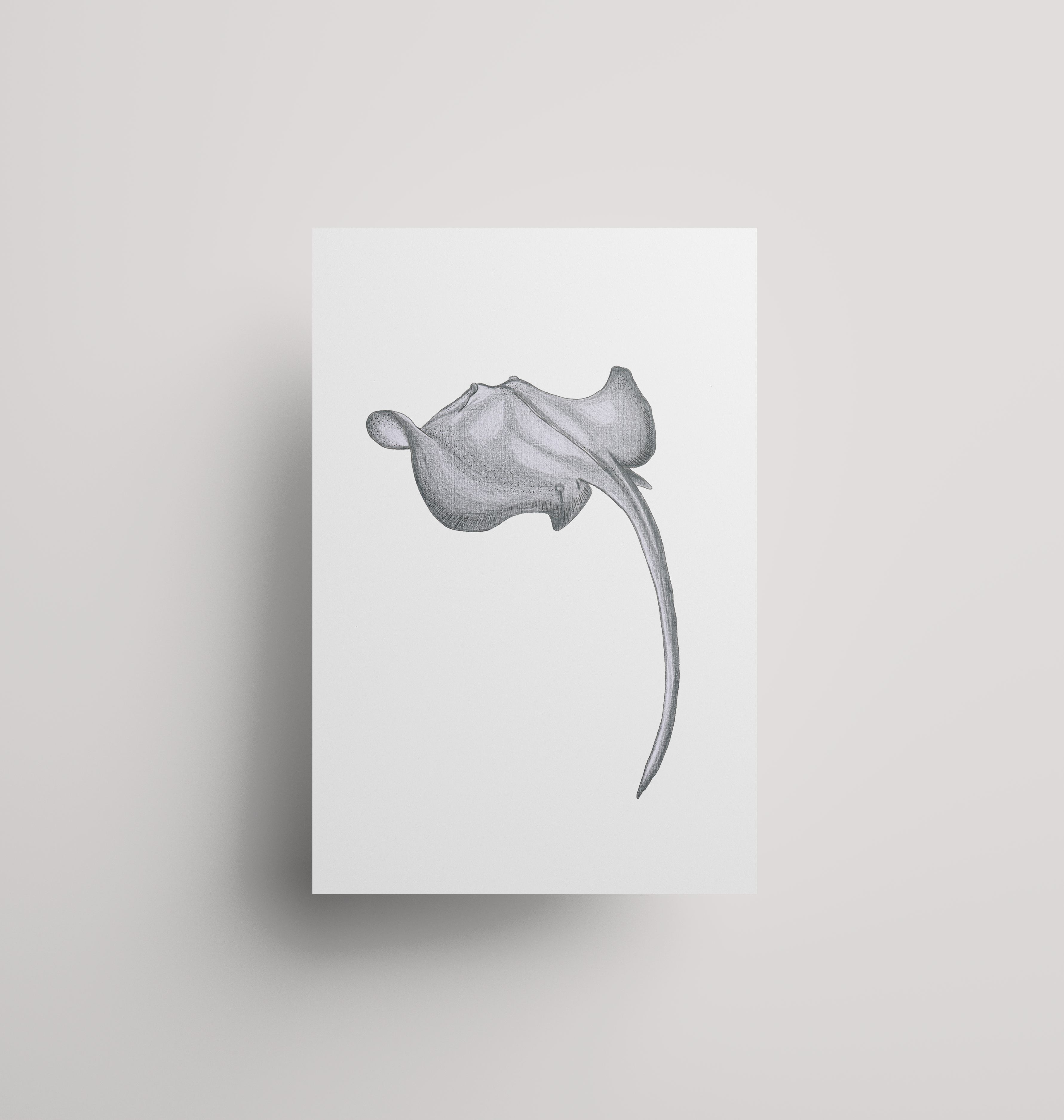 Stingray - Print