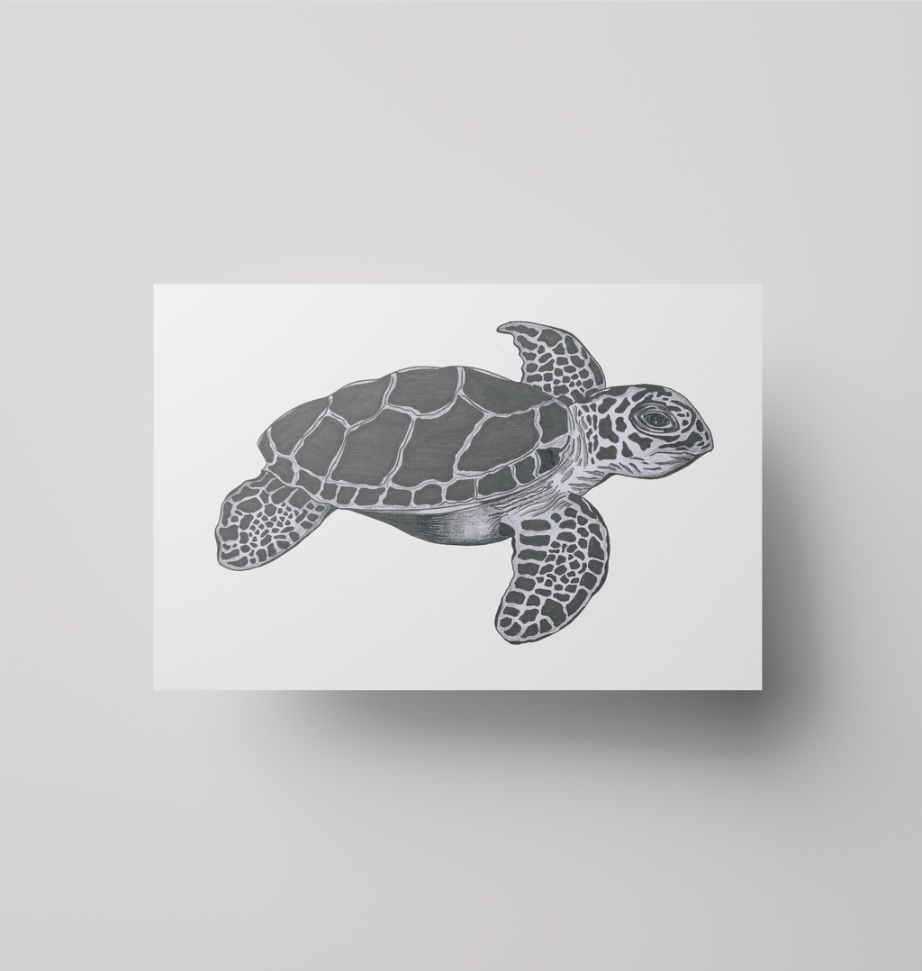 Turtle - Print